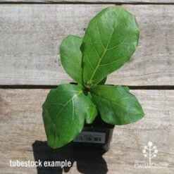 Ficus Lyrata - Fiddle Leaf Fig 12 Ficus Lyrata - Fiddle Leaf Fig -Outdoor Garden Care apo fiddleleaf fig tubestoc top