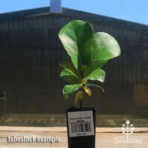 Ficus Lyrata - Fiddle Leaf Fig 2 Ficus Lyrata - Fiddle Leaf Fig - Image 2