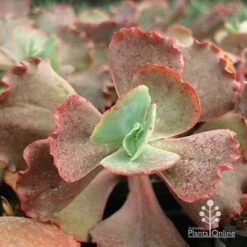 Echeveria Fire And Ice - Succulent -Outdoor Garden Care apo fire and ice
