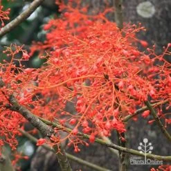 Illawarra Flame Tree - Brachychiton -Outdoor Garden Care apo flame tree flowers