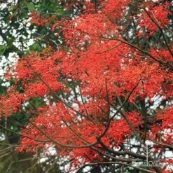 Illawarra Flame Tree - Brachychiton -Outdoor Garden Care apo flame tree flowers3