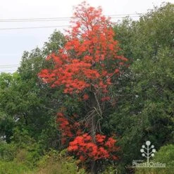 Illawarra Flame Tree - Brachychiton -Outdoor Garden Care apo flame tree nursery hedge