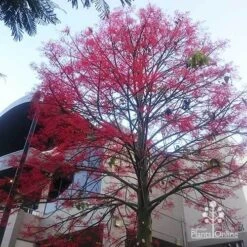 Illawarra Flame Tree - Brachychiton -Outdoor Garden Care apo flame tree rsl