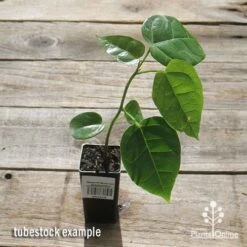 Illawarra Flame Tree - Brachychiton -Outdoor Garden Care apo flame tree tubestock top