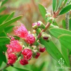 Callistemon Fluro Burst -Outdoor Garden Care apo fluro burst buds