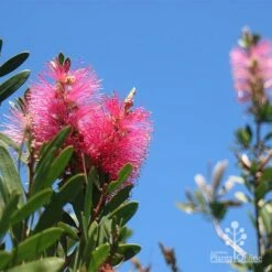 Callistemon Fluro Burst -Outdoor Garden Care apo fluro burst flower blue sky