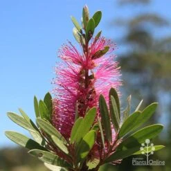 Callistemon Fluro Burst -Outdoor Garden Care apo fluro burst flower sunshine
