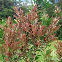 Callistemon Fluro Burst -Outdoor Garden Care apo fluro burst foliage