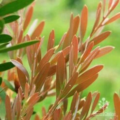 Callistemon Fluro Burst -Outdoor Garden Care apo fluro burst foliage close