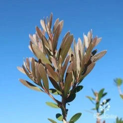 Callistemon Fluro Burst -Outdoor Garden Care apo fluro burst new winter colour