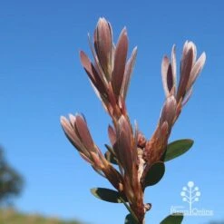 Callistemon Fluro Burst -Outdoor Garden Care apo fluro burst new winter leaf