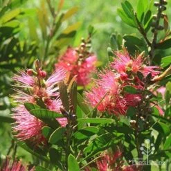 Callistemon Fluro Burst -Outdoor Garden Care apo fluro burst sunlit