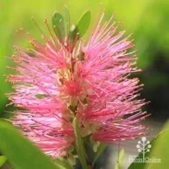 Callistemon Fluro Burst -Outdoor Garden Care apo fluroburst callistemon flower