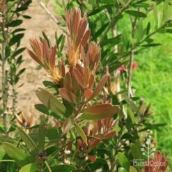 Callistemon Fluro Burst -Outdoor Garden Care apo fluroburst leaf colour