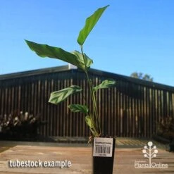 Calathea Freddy -Outdoor Garden Care apo freddy tubestock tall