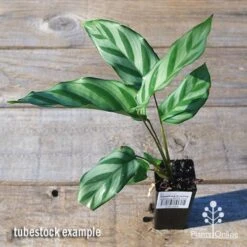 Calathea Freddy -Outdoor Garden Care apo freddy tubestock top