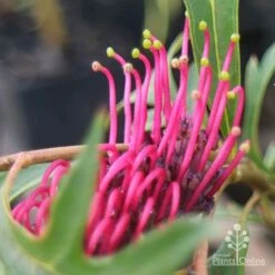 Grevillea Gaudichaudii -Outdoor Garden Care apo gaudichaudi grevillea closeup