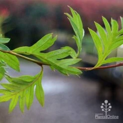 Grevillea Gaudichaudii -Outdoor Garden Care apo gaudichaudi grevillea foliage