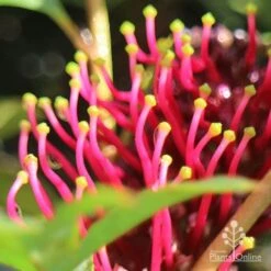 Grevillea Gaudichaudii -Outdoor Garden Care apo gaudichaudi stamens
