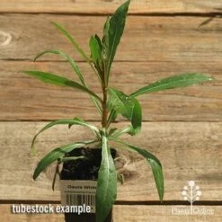 Gaura White 22 Gaura White -Outdoor Garden Care apo gaura white tubestock top 1