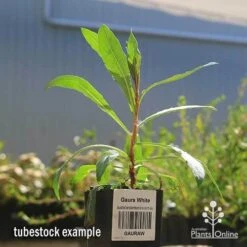 Gaura White 16 Gaura White -Outdoor Garden Care apo gaura white tubestock 1