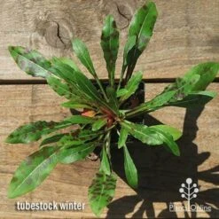 Gaura White 25 Gaura White -Outdoor Garden Care apo gaura winter colour