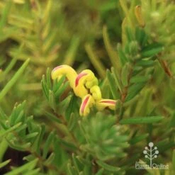 Grevillea Gold Rush -Outdoor Garden Care apo gold rush flower and foliage