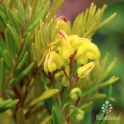Grevillea Gold Rush -Outdoor Garden Care apo gold rush grevillea flower