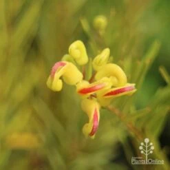 Grevillea Gold Rush -Outdoor Garden Care apo gold rush grevillea flower close