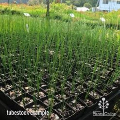 Xanthorrhoea - Grass Tree 19 Xanthorrhoea - Grass Tree -Outdoor Garden Care apo grass tree johnsoni