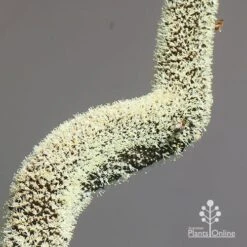 Xanthorrhoea - Grass Tree 17 Xanthorrhoea - Grass Tree -Outdoor Garden Care apo grass tree july