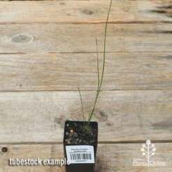 Xanthorrhoea - Grass Tree 18 Xanthorrhoea - Grass Tree -Outdoor Garden Care apo grass tree tubestock top