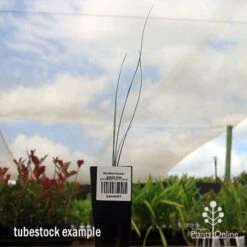 Xanthorrhoea - Grass Tree 13 Xanthorrhoea - Grass Tree -Outdoor Garden Care apo grass tree tubestock 1