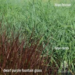 Pennisetum - Dwarf Purple Fountain Grass -Outdoor Garden Care apo grasses ptl