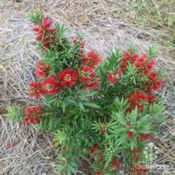Callistemon Green John 27 Callistemon Green John -Outdoor Garden Care apo green john above
