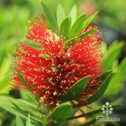Callistemon Green John 21 Callistemon Green John -Outdoor Garden Care apo green john callistemon flower 1