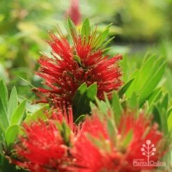 Callistemon Green John 29 Callistemon Green John -Outdoor Garden Care apo green john callistemon flowers