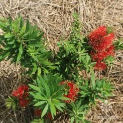 Callistemon Green John 26 Callistemon Green John -Outdoor Garden Care apo green john flowering nursery