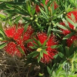 Callistemon Green John 18 Callistemon Green John -Outdoor Garden Care apo green john flowers