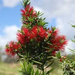Callistemon Green John 19 Callistemon Green John -Outdoor Garden Care apo green john large flower cluster