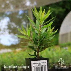 Callistemon Green John 20 Callistemon Green John -Outdoor Garden Care apo green john tubestock
