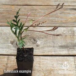 Grevillea Amazing Grace 6 Grevillea Amazing Grace -Outdoor Garden Care apo grevillea amazing grace tubestock top