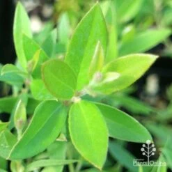 Grevillea Canterbury Gold 19 Grevillea Canterbury Gold -Outdoor Garden Care apo grevillea canterbury gold new shoot