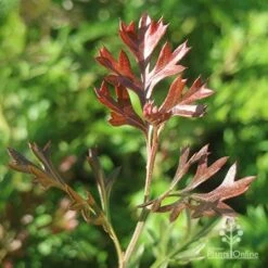Grevillea Carpet Layer 17 Grevillea Carpet Layer -Outdoor Garden Care apo grevillea carpet layer new leaf colour