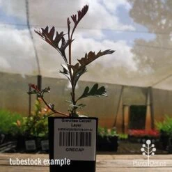 Grevillea Carpet Layer 18 Grevillea Carpet Layer -Outdoor Garden Care apo grevillea carpetlayer tubestock