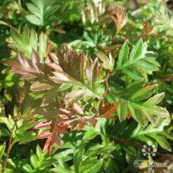 Grevillea Gaudichaudii -Outdoor Garden Care apo grevillea gaudichaudi foliage