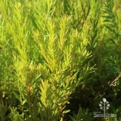 Grevillea Gold Rush -Outdoor Garden Care apo grevillea gold rush foliage