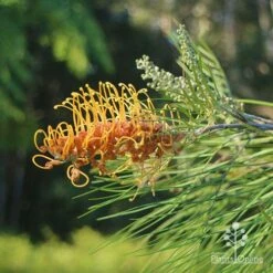 Grevillea Honey Gem -Outdoor Garden Care apo grevillea honey gem nursery dam