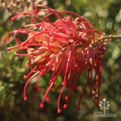 Grevillea Little Robyn 16 Grevillea Little Robyn -Outdoor Garden Care apo grevillea little robyn open sunshine