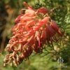 Grevillea Little Robyn